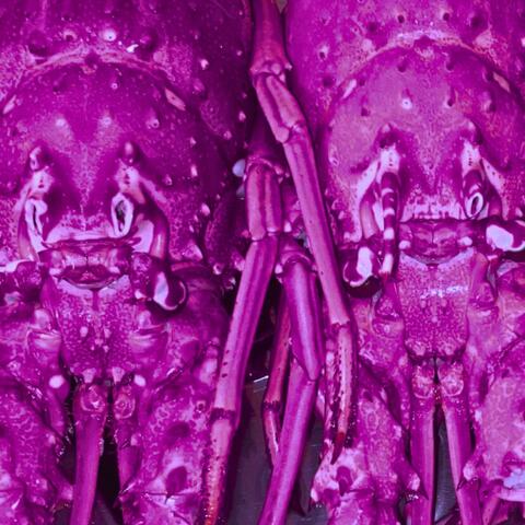 PUNAISE ASSASSINE album art