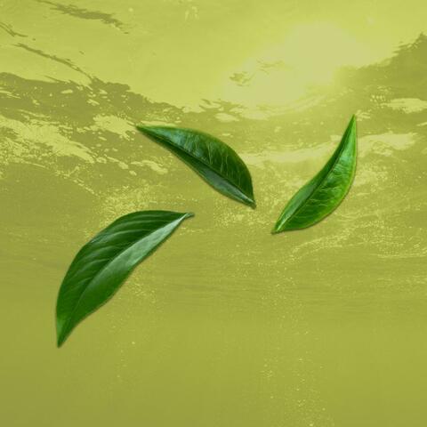 Green Tea album art