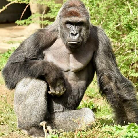 100 men vs a gorilla album art