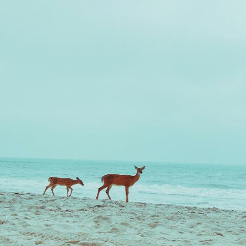 Head Above Water album art