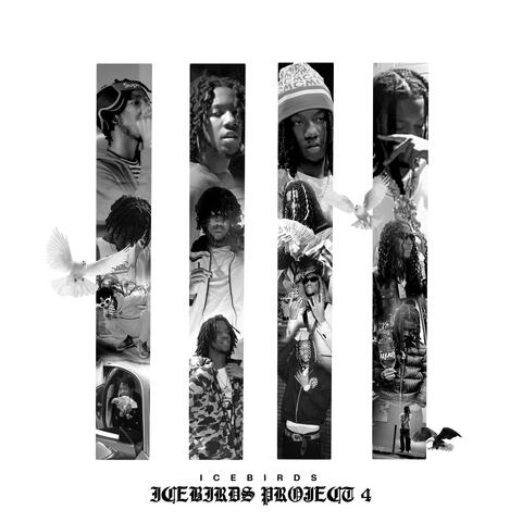 IceBirds Project 4 album art
