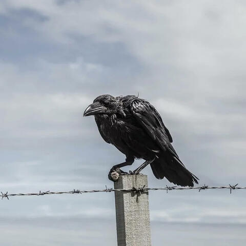 Old Crow album art