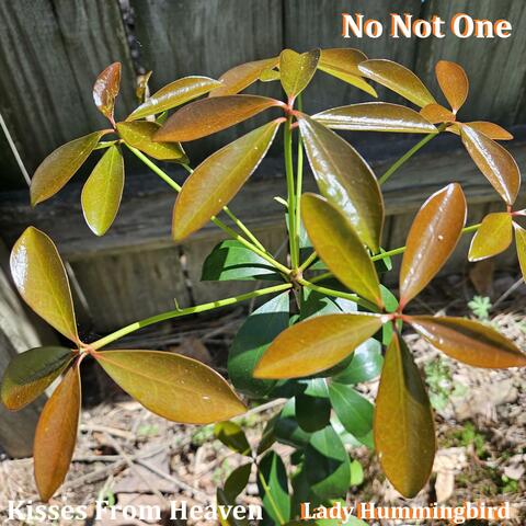 No Not One album art