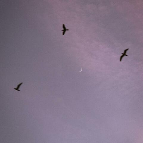 MORNING BIRDS album art