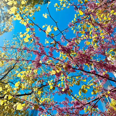 Summer Daze album art