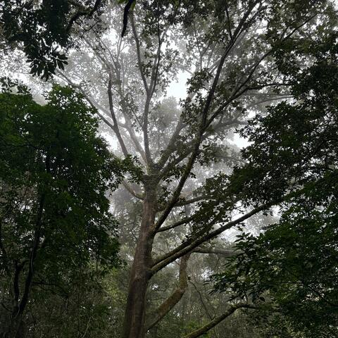 Lullaby for the Trees album art