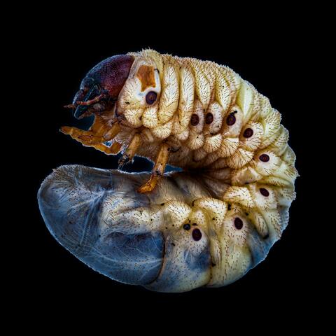 Maggot album art