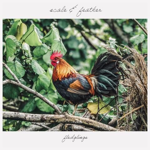Fledglings album art