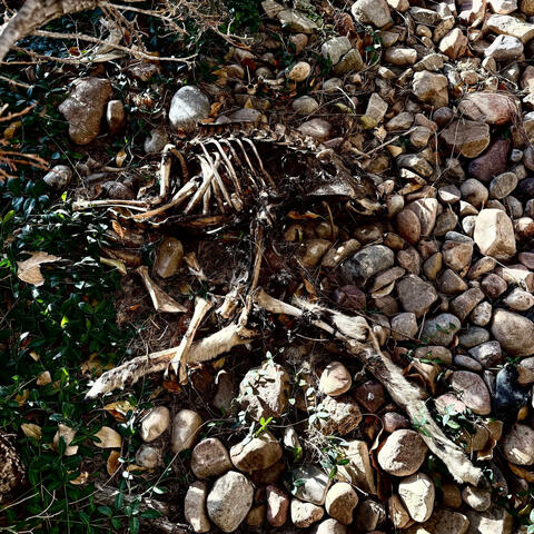 there were some spiky things album art