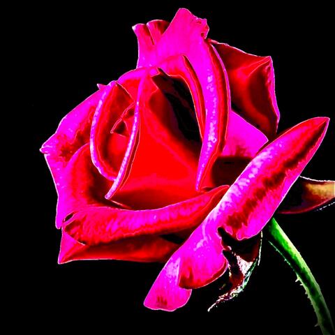 ROSES 2 album art