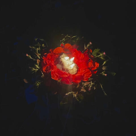 Profumo album art