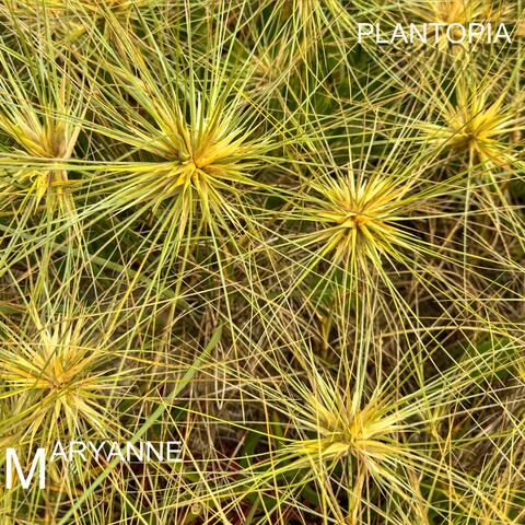 Maryanne album art