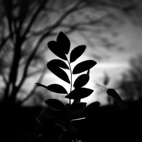 Spring album art