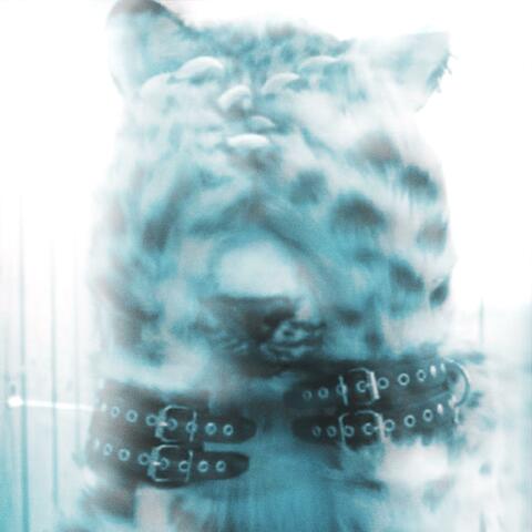 eybl album art