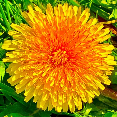 Dandelions '25 album art