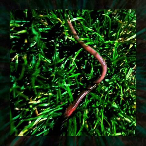 Snake In The Grass album art