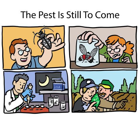 The Pest Is Still To Come album art