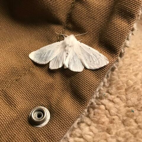 Medicine Creek album art