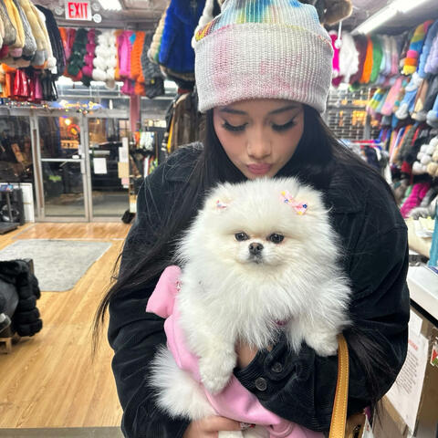 POMERANIAN album art