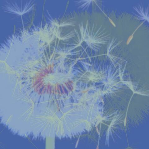 dissolve opaque I album art