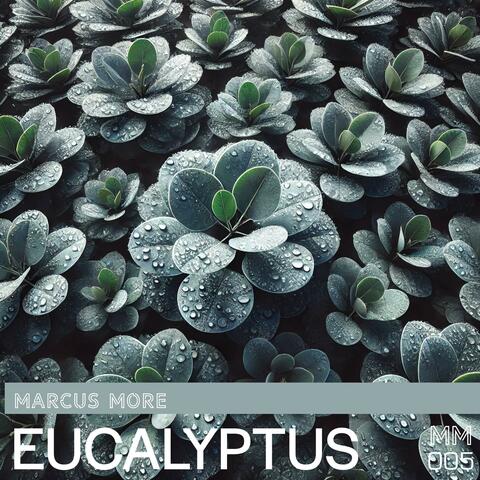 Eucalyptus album art