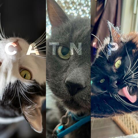 CATNIP album art