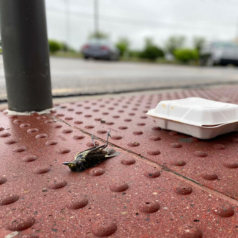 Dead Bird Next to Takeout album art
