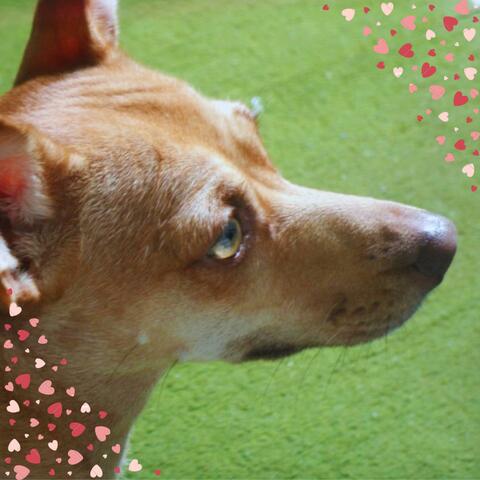 Amor de Quatro Patas album art