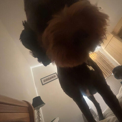 Amadeus Ahh Beat album art