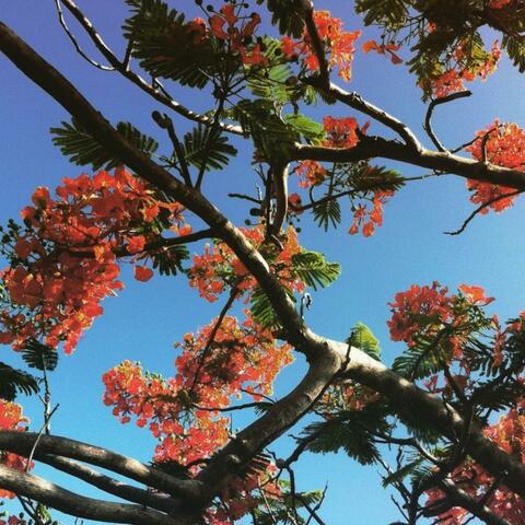Your Branches Speak to Me of Love album art