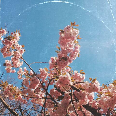 Cherry blossom album art