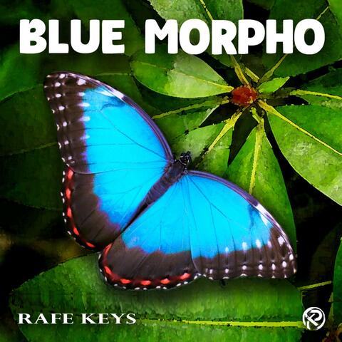 Blue Morpho album art