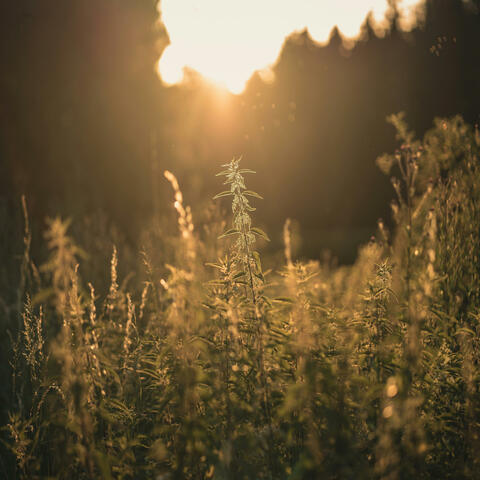 The Sepia EP album art