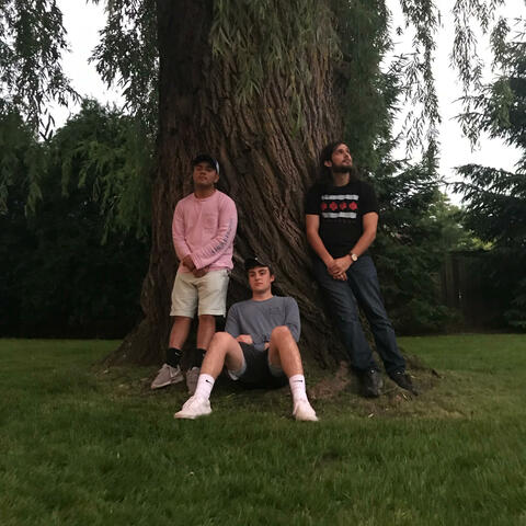 Willows album art