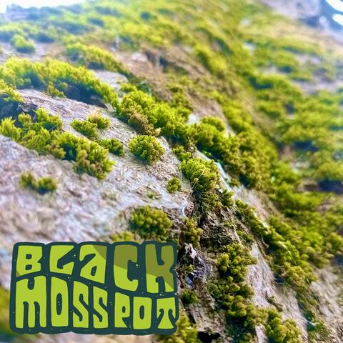 Black Moss Pot album art