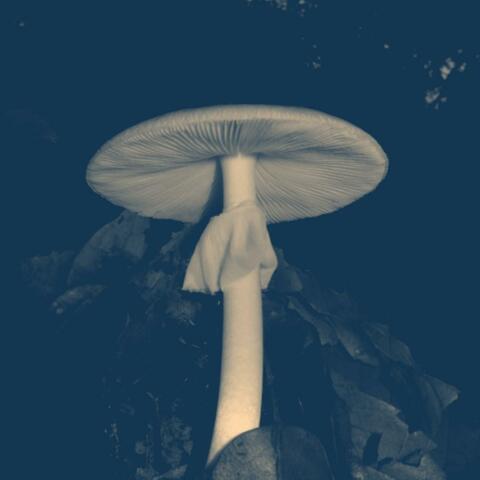 destroying angel album art