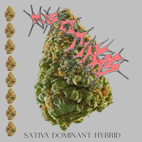 SATIVA DOMINAT HYBRID album art