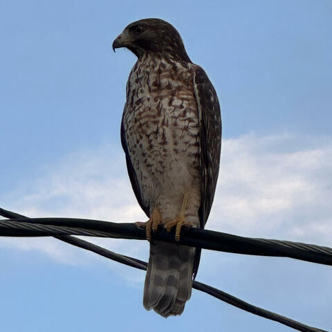 The First Steps album art