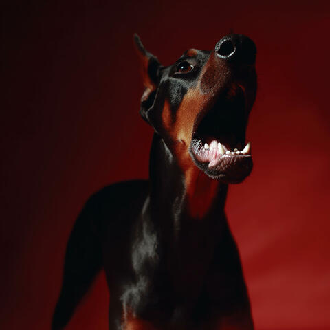 Happiness album art