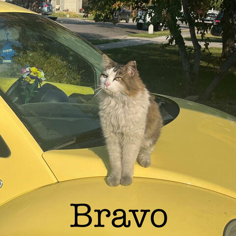 Bravo album art