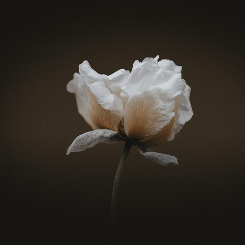 You Revive Us album art