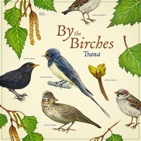 By the Birches album art