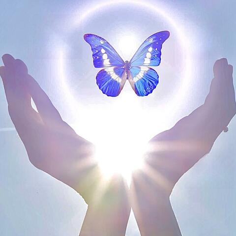 Schmetterling album art
