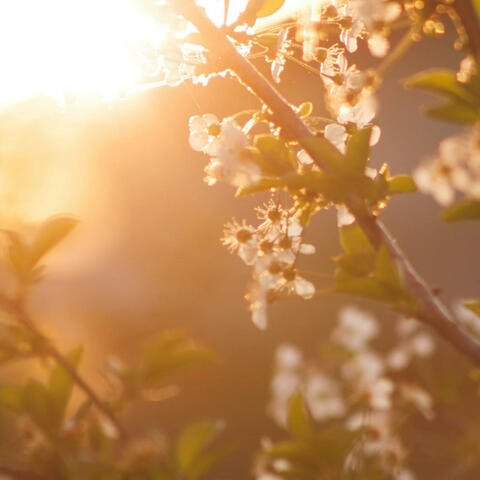 Reminiscing Spring album art