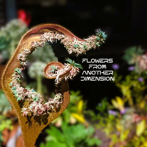 FLOWERS FROM ANOTHER DIMENSION album art