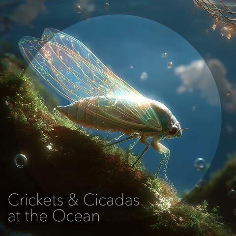 Crickets & Cicadas at the Ocean album art