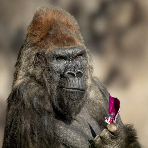 My Friend the Gorilla // Drum & Bass Beat album art