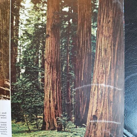 Any Percent album art