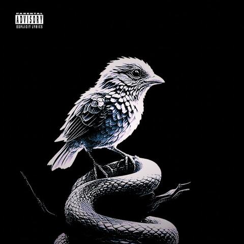 BIRDS DON'T SING, THEY SCREECH IN PAIN (SECRETLY) album art