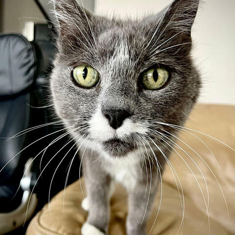 Anthem (Earth Louise Hay) album art